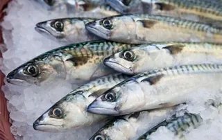mackerel ©️ Nel Brouwer-van den Bergh