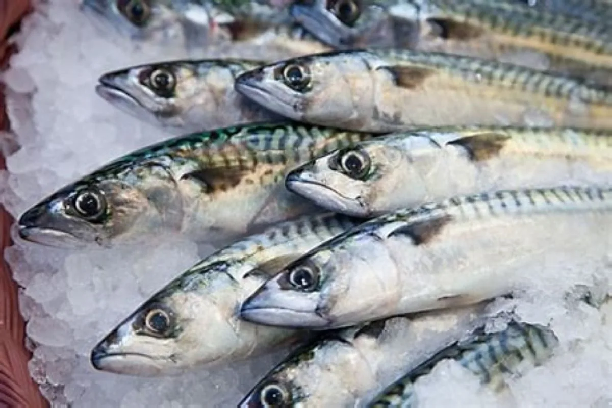 mackerel ©️ Nel Brouwer-van den Bergh