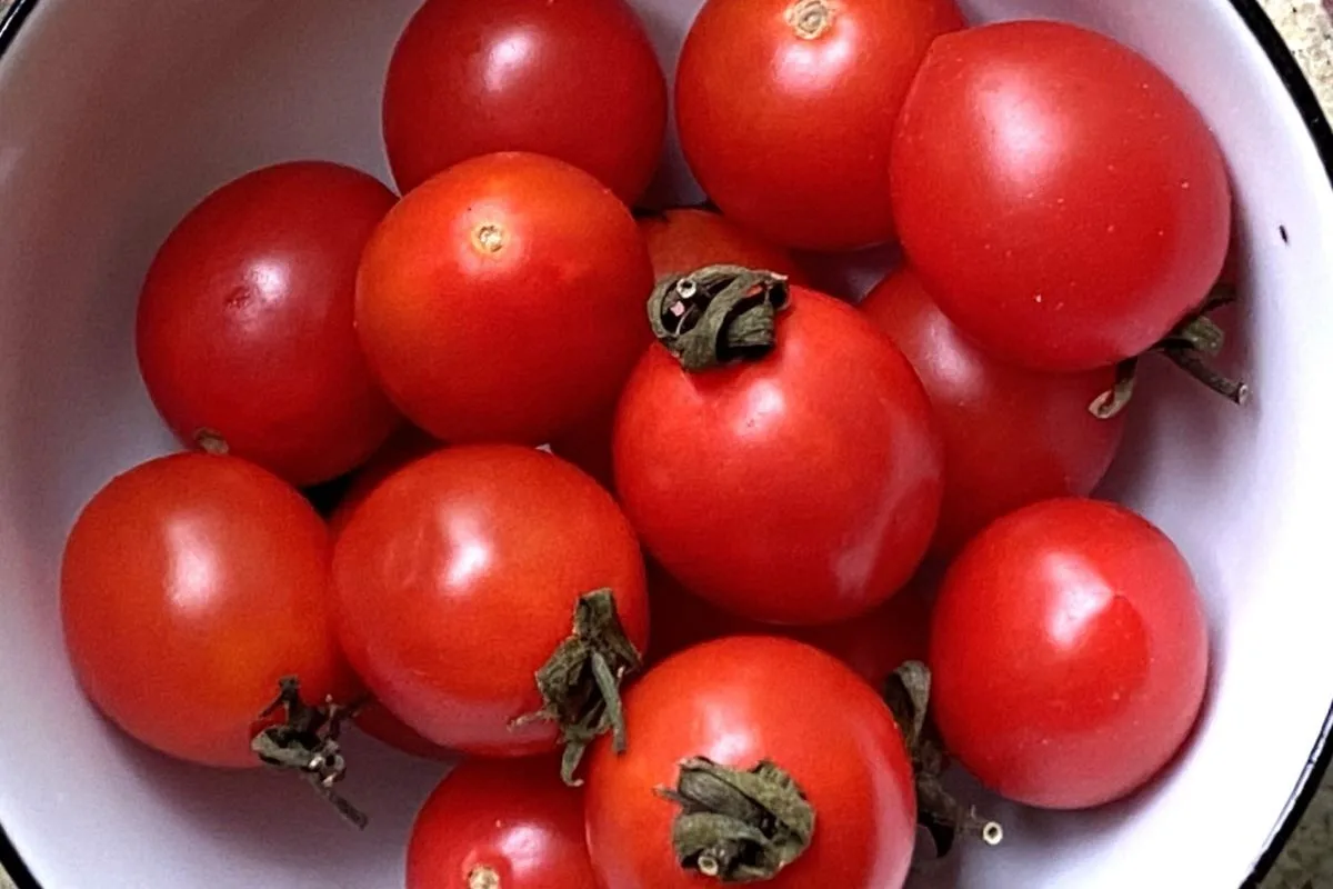 tomato soup ©️ Nel Brouwer-van den Bergh