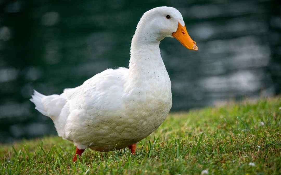 New Article on Avian Influenza Virulence in Pekin Ducklings