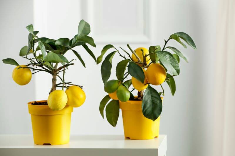 Grow Fruit in your conservatory