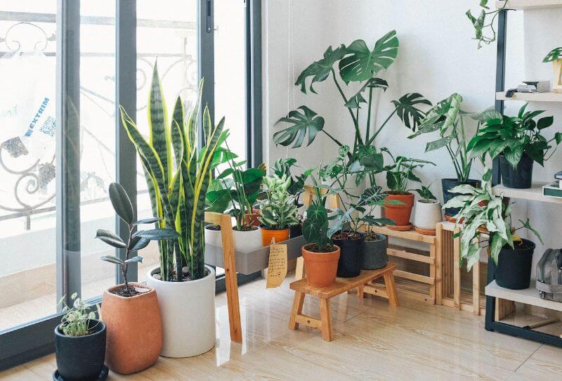 Houseplants can help to create an eco-friendly environment