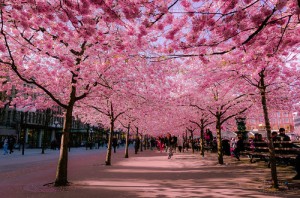 cherry-blossoms-sakura-spring-1_large