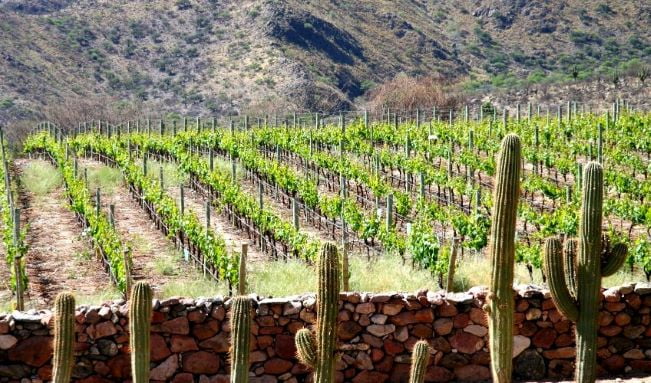 Argentisk vinmark i Salta over trægræsen