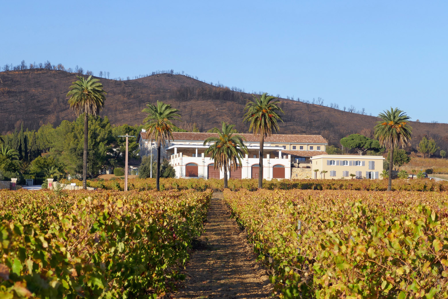 IS ROSÉ A SERIOUS WINE? LVMH INVESTMENT IN CHÂTEAU D'ESCLANS