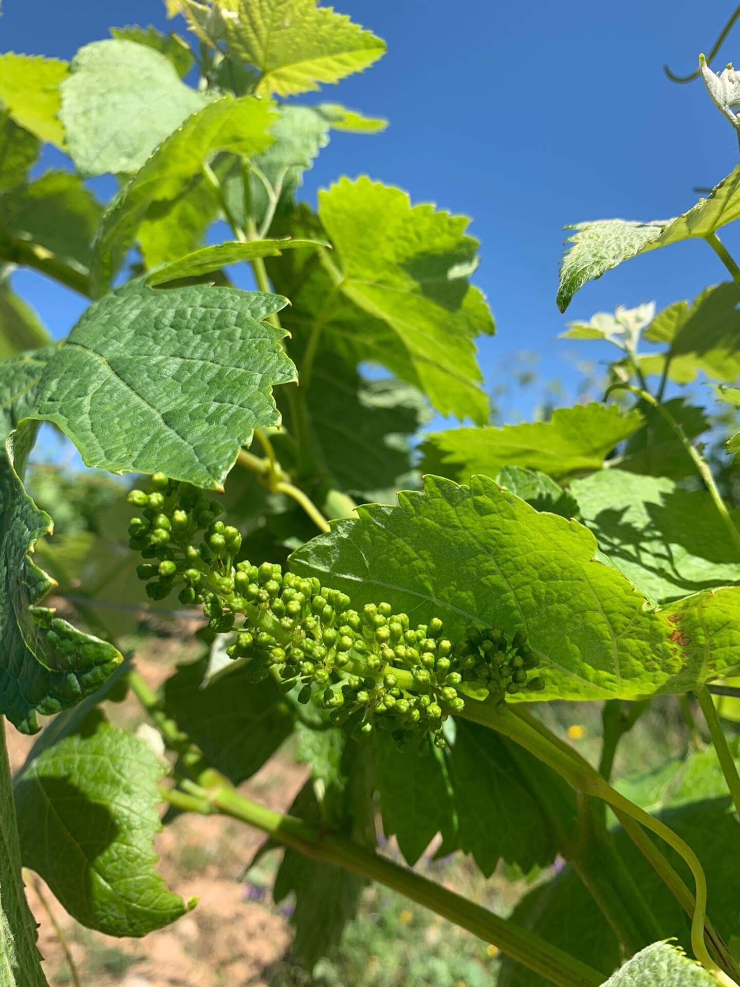 Alentejo wines