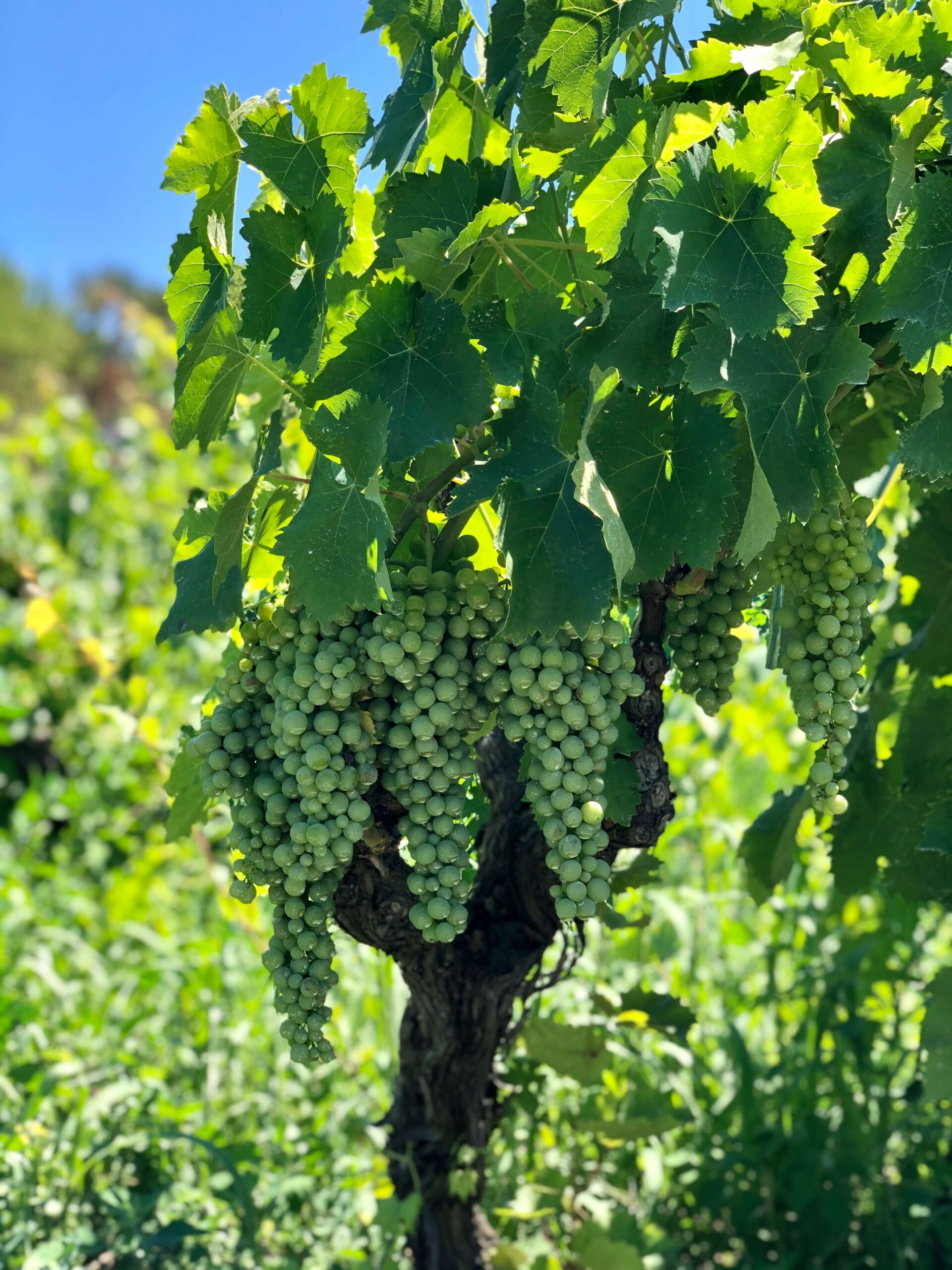 bush vine Etna