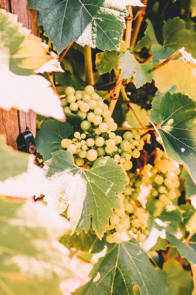 grapes Tasmania vineyard