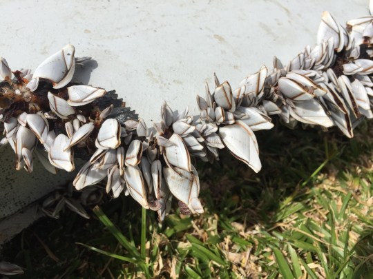 Barnacles growing on the first piece of debris confirmed to be from MH370