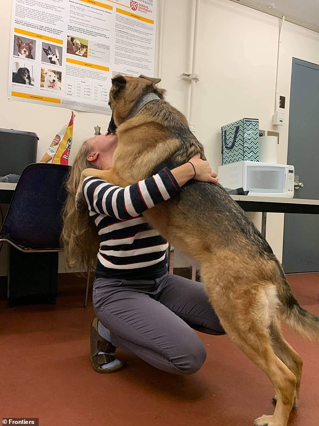 In the future the scientists think these talented pooches might be able to identify when someone is about to have a frightening flashback. Pictured: Callie, a German Shepherd and Belgian Malinois mix