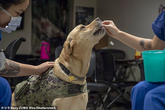 The dogs learned to detect volatile organic compounds in human breath that indicated a PTSD episode was imminent. This could help them intervene earlier in work as service dogs (stock image)