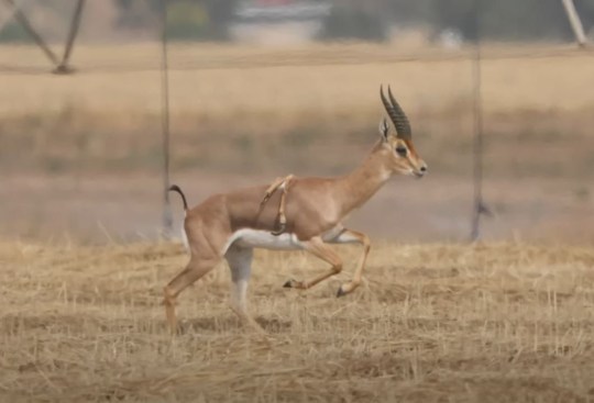 Six-legged gazelle spotted in the wild 