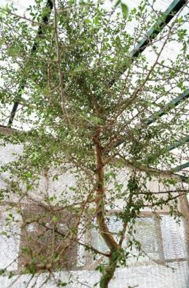 Mature ‘Sheba’ tree of 12 years