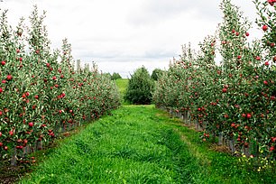 Beak and Skiff Apple Orchards is open seven days a week from late August through late October