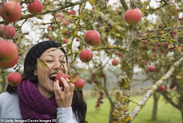 Beak and Skiff Apple Orchards has six attractions: 1911 Tasting Room and Tavern, Apple Hill General Store, Apple Barn, Beak & Skiff Bakery, Kids Treehouse, and 1911 Distillery