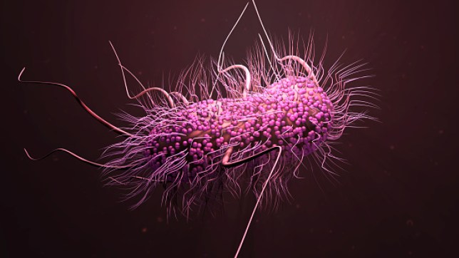 Bacteria E. Coli