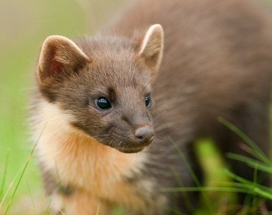 A pine marten is seen up close 