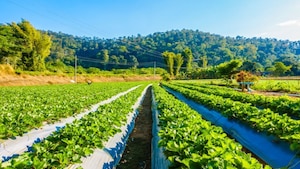 Why Agricultural Land could be your next smart investment