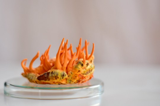 Cordyceps militaris tang chao growing on Bombyx mori, mulberry silkworm pupa in glass petri dish with white background.