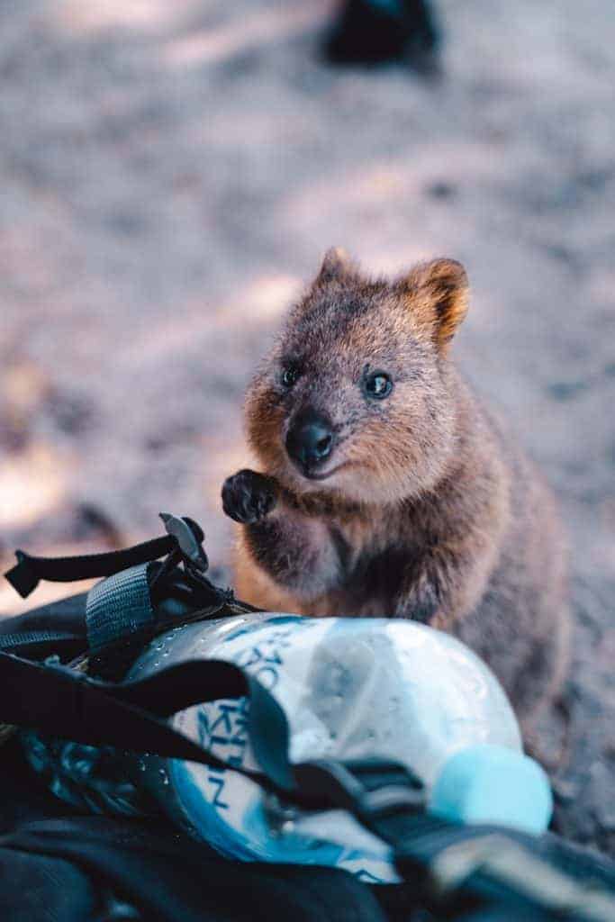 Quokka