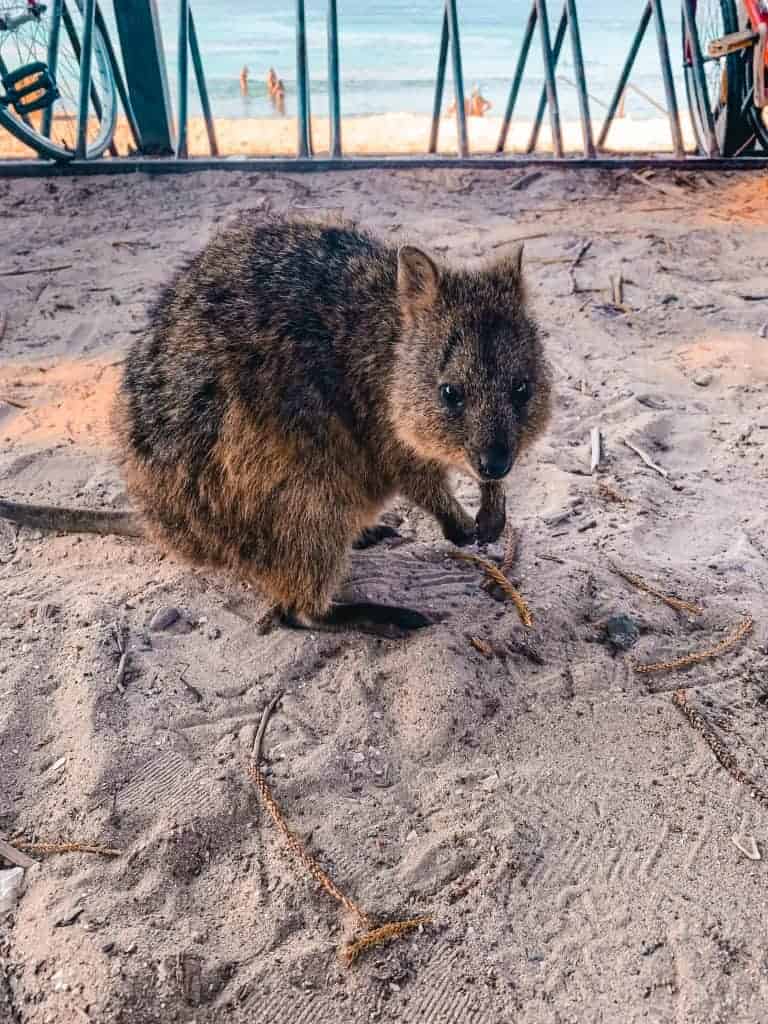 Quokka