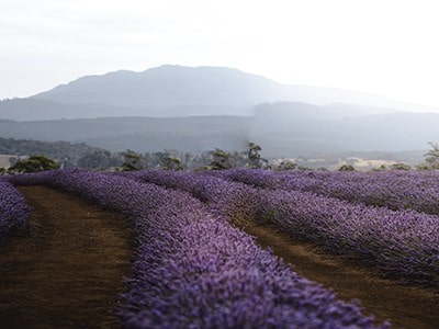 Tasmania