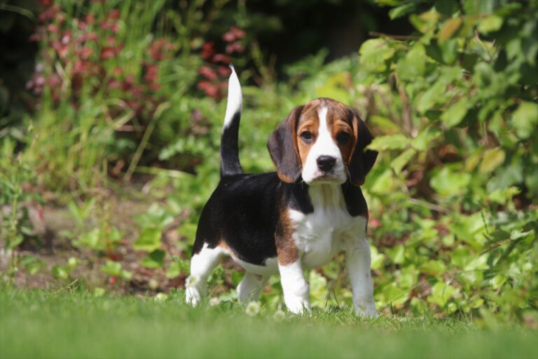 Beagle pups te koop, koop een beagle pup bij betrouwbare hondenfokker