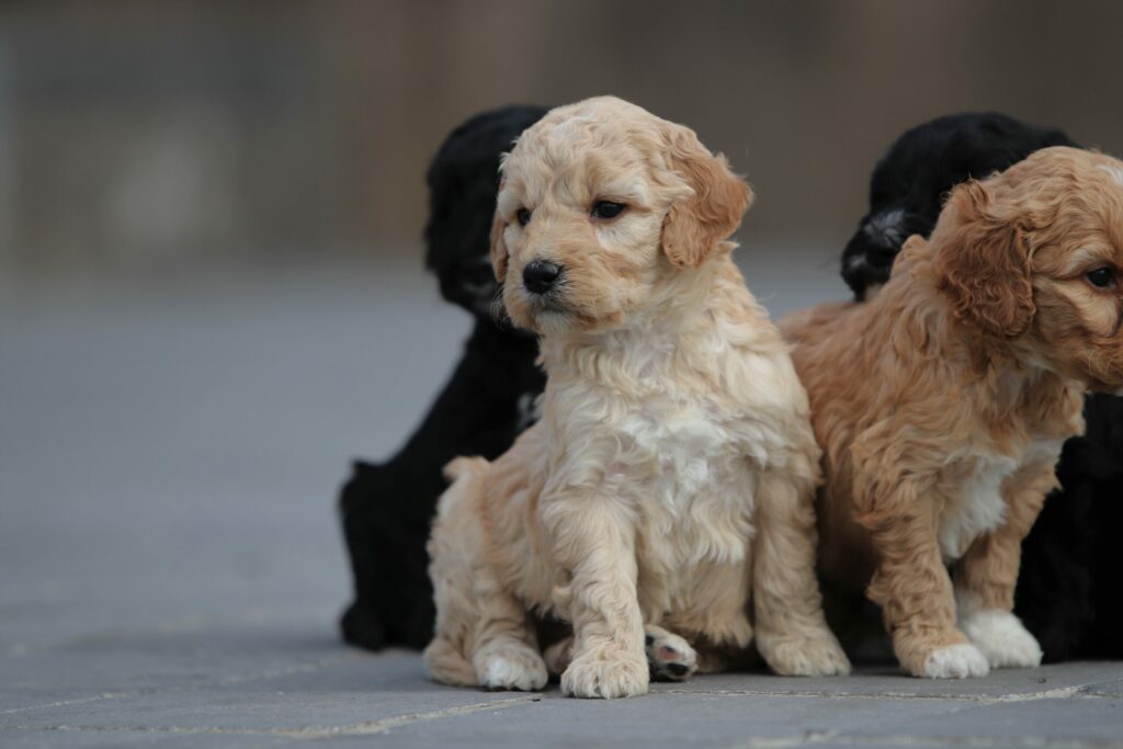 labradoodle