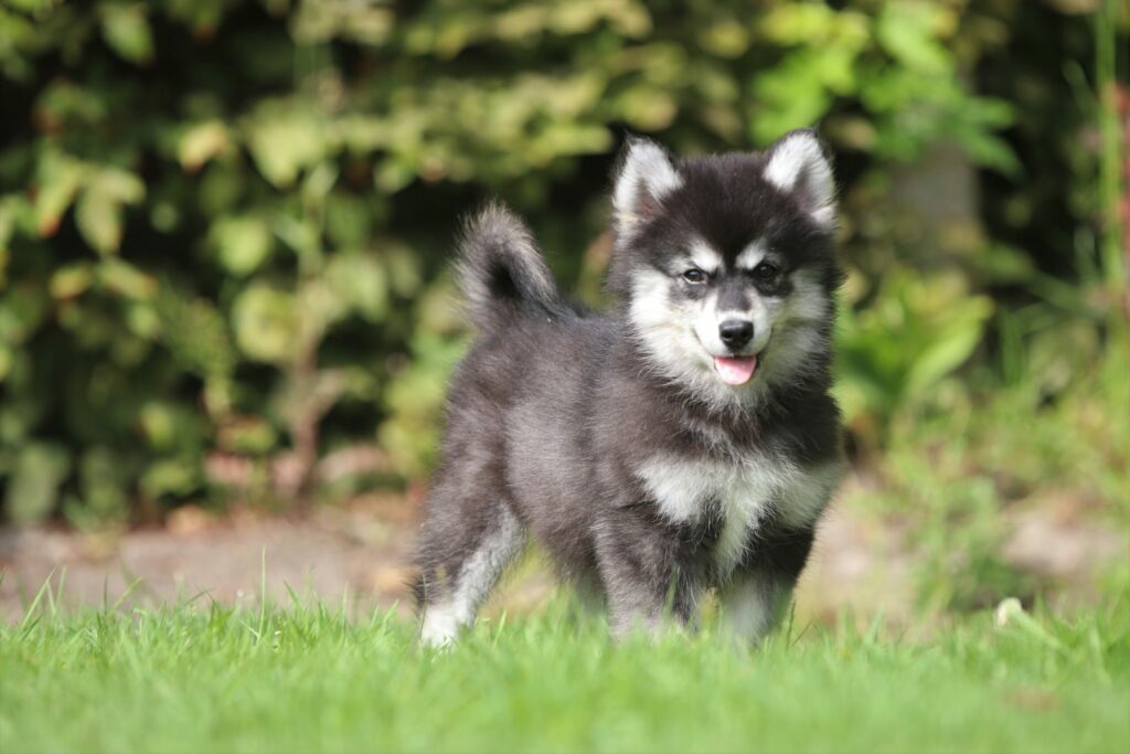 Pomsky