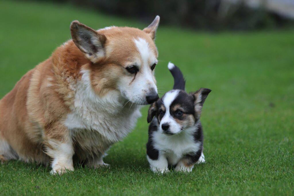 Welsh Corgi Pembroke