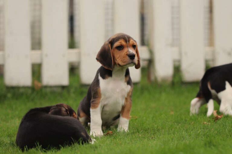Hoe groot wordt een Beagle