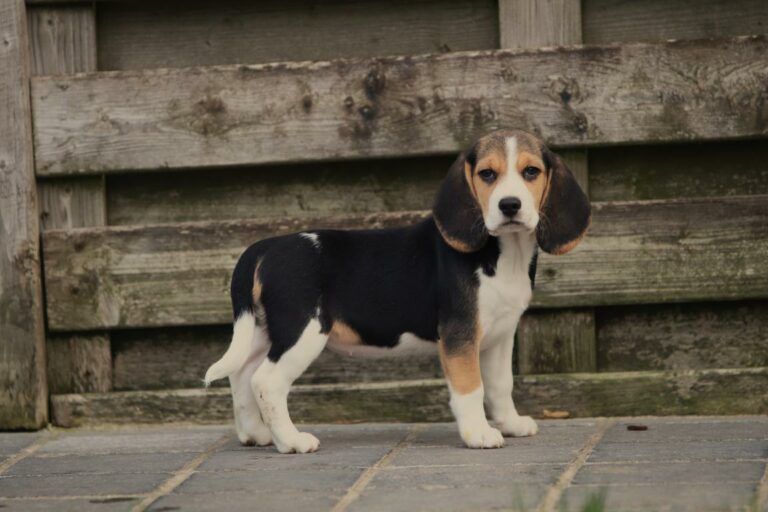Ontdek de perfecte Beagle metgezel via herplaatsing