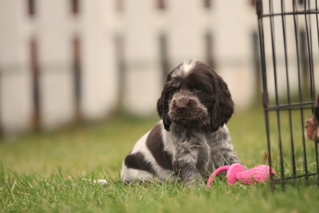 engelse cocker spaniel