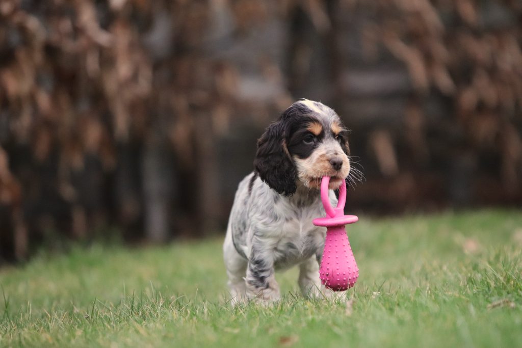 cocker spaniel