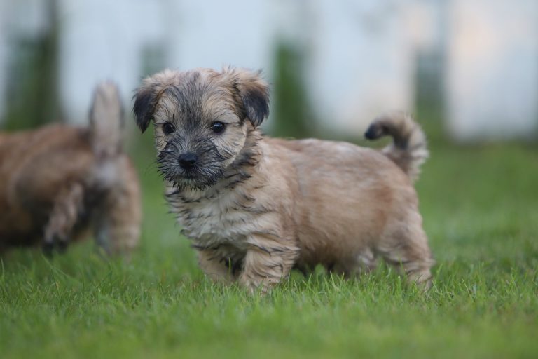 Boomer Puppies Te Koop