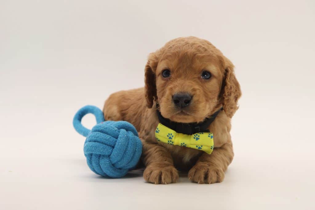 cockapoo gehoorzaamheid training