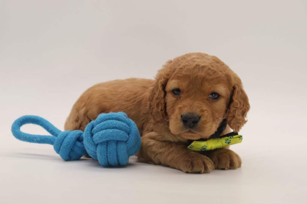 cockapoo puppy