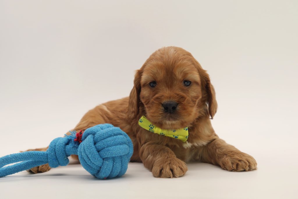 cockapoo training