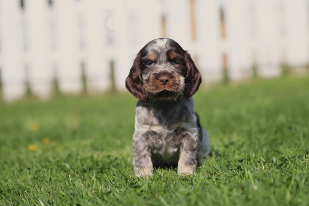 engelse cocker spaniel pup