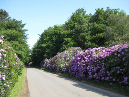 Rhododendrons