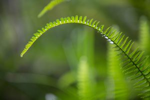 Typical fern, near Paihia