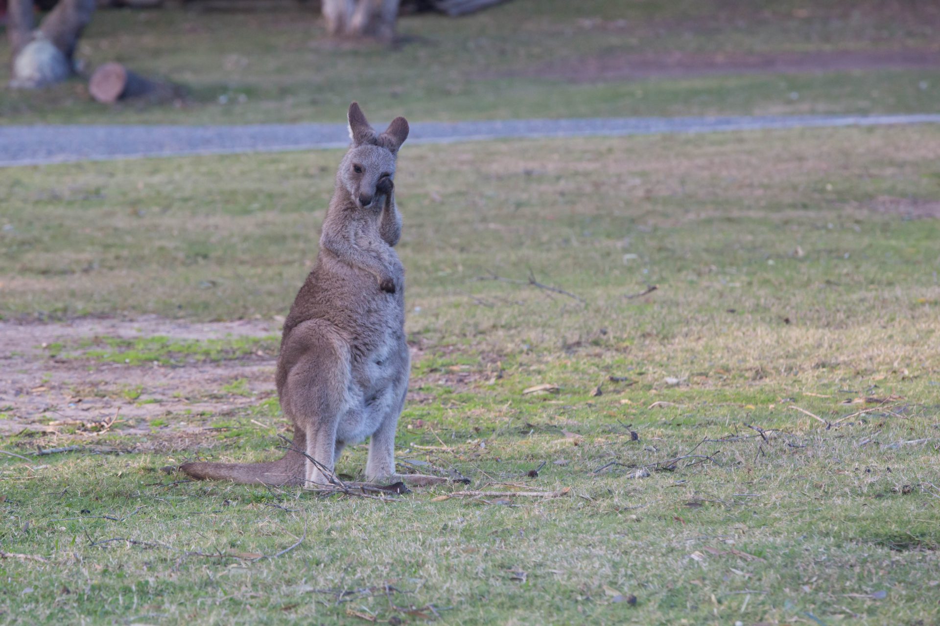Kangaroo at Diamond Head