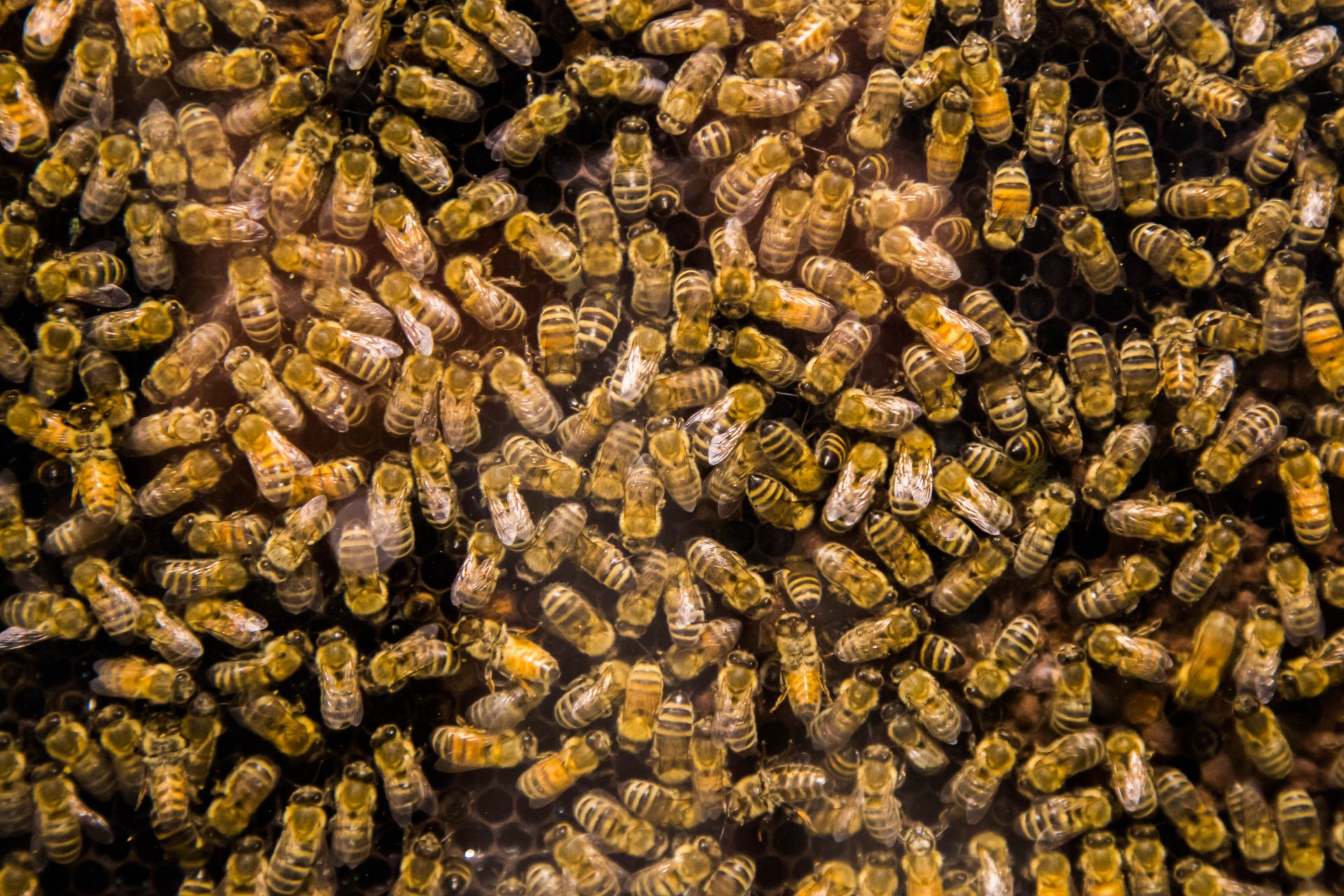 Bees at Comvita, Te Puke