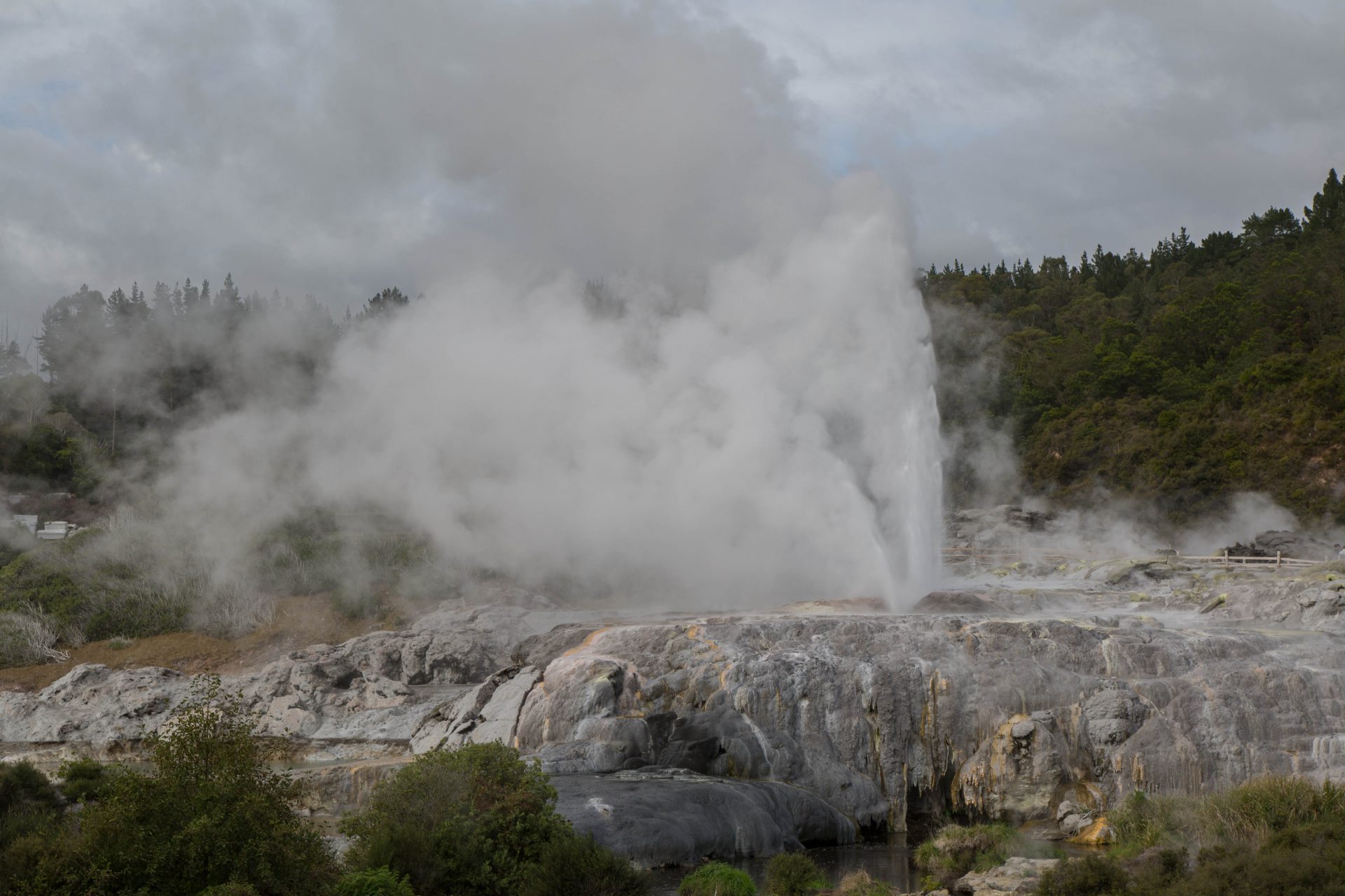 Pohutu Geyser, largest in the southern hemisphere, geothermal valley, Rotorua