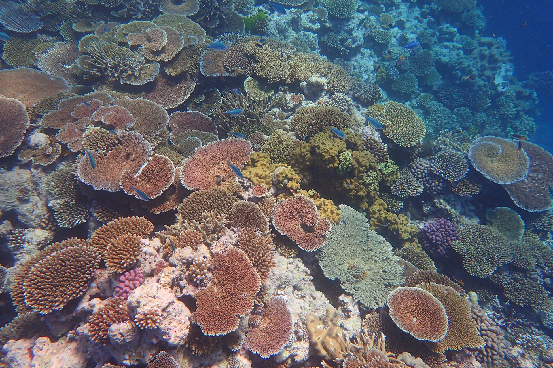 Colourful hard coral, Great Barrier Reef