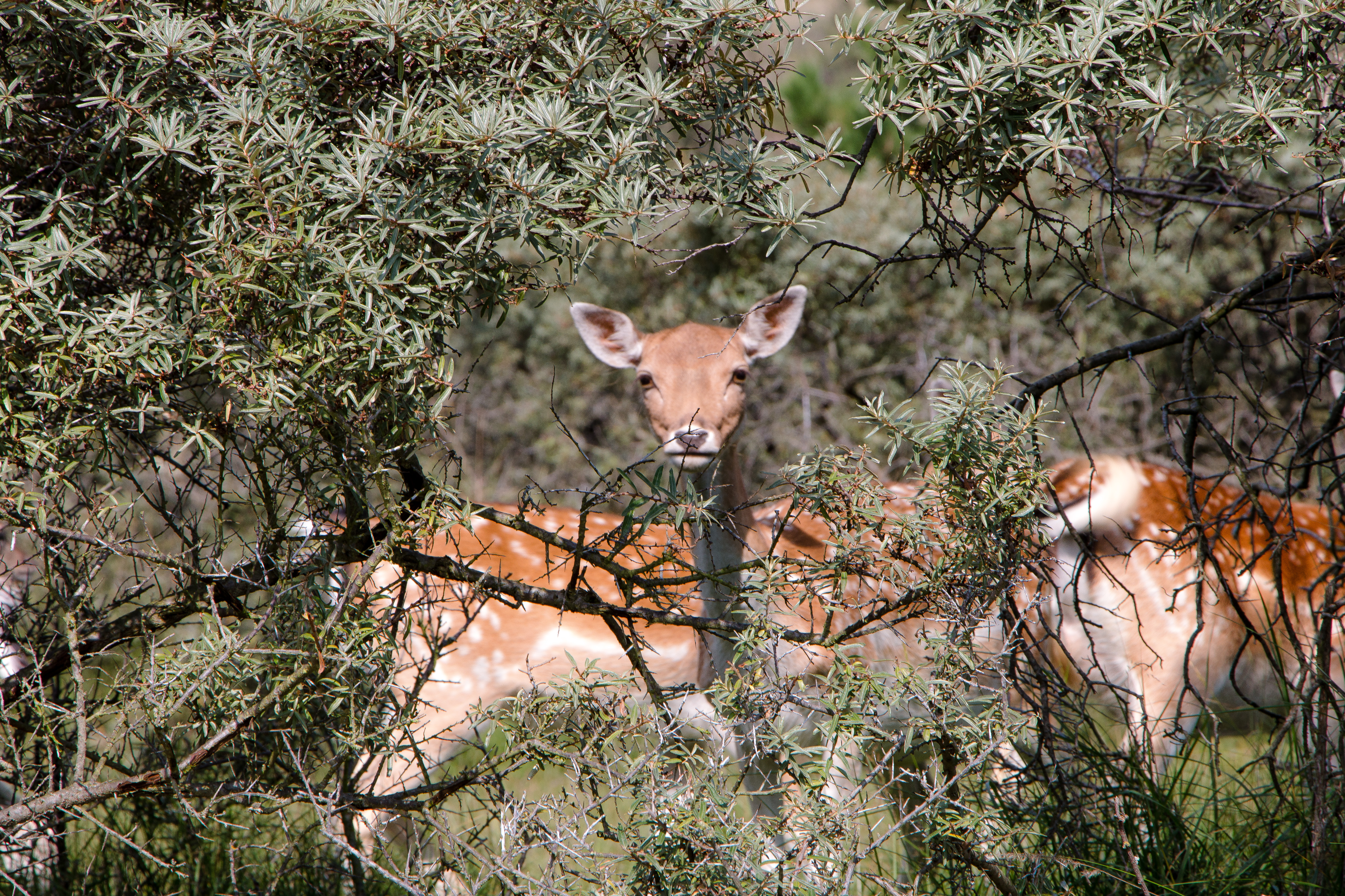 Amsterdamse Waterleidingduinen