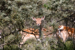 Amsterdamse Waterleidingduinen