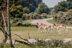 Amsterdamse Waterleidingduinen