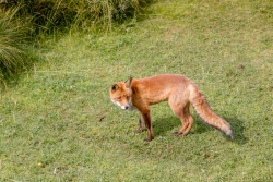 Amsterdamse Waterleidingduinen