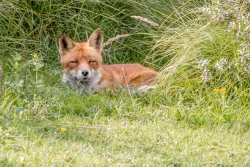 Amsterdamse Waterleidingduinen